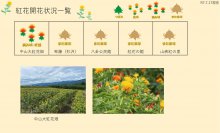 令和7年 紅花畑開花一覧7/17：画像