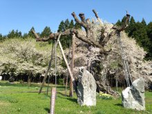 釜の越・薬師さくらまつり 明日で終了のお知らせ:画像