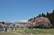 さくら開花状況(4/24):画像