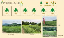 令和6年度 紅花畑開花一覧 6/18：画像