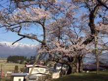 殿入りザクラ　5分咲き：画像