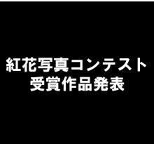 紅花写真コンテスト 受賞者発表:画像