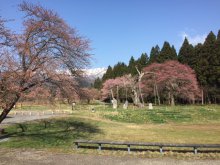 釜ノ越サクラ 薬師ザクラ 開花状況:画像