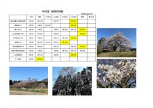 令和6年度さくら開花情報：画像