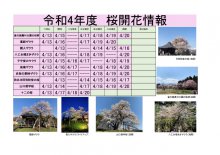 令和4年度　白鷹町さくら開花情報：画像