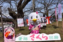 置賜さくら回廊スタート!:画像