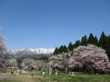 釜の越・薬師さくらまつり　皆様ありがとうございました：画像