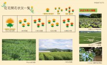 白鷹町紅花開花情報：画像