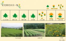 2021.7.4　紅花畑：画像