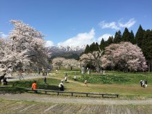 現在のさくらまつり会場：画像