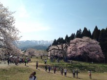 しらたか古典桜開花情報:画像