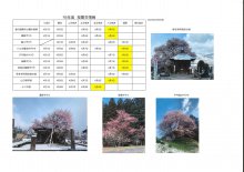 4月9日桜開花情報：画像