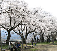 スポーツ公園の桜