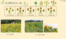 令和7年 紅花畑開花一覧7/11：画像
