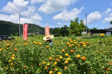 花摘み猫の手隊　終了！：画像
