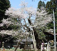 八乙女種まきザクラ
