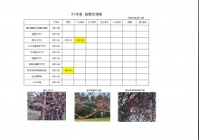 4.14桜開花情報：画像