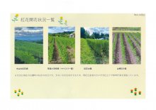 令和８年紅花開花状況：画像