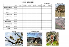 令和７年度　さくら開花情報：画像