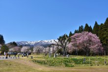 ご来場ありがとうございました。「釜の越・薬師さくらまつり」:画像