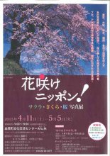 サクラ・さくら・桜 写真展開催。:画像