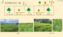 令和7年 紅花畑開花一覧6/27：画像