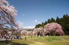 2018/4/19 桜の開花状況:画像