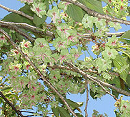 御衣黄桜