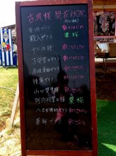 【しらたか古典桜開花情報】：画像