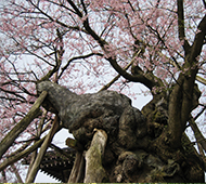 薬師ザクラ
