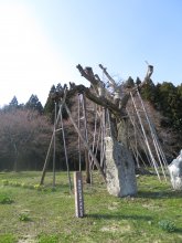 釜ノ越サクラ 開花状況:画像
