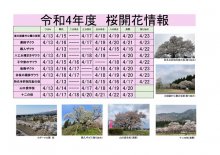 令和4年度　白鷹町さくら開花情報：画像