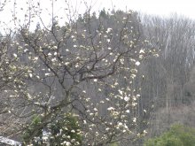 #10047;白鷹はな便り#10047;：画像