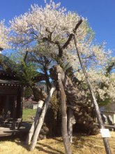 4/29 古典桜開花情報:画像