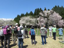 〜花ウォーク〜 白鷹古典桜・さくら回廊そぞろ歩き:画像