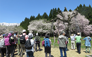 しらたか古典桜の里そぞろ歩き