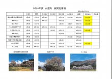 4/16桜開花情報：画像