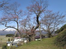 殿入りザクラ:画像