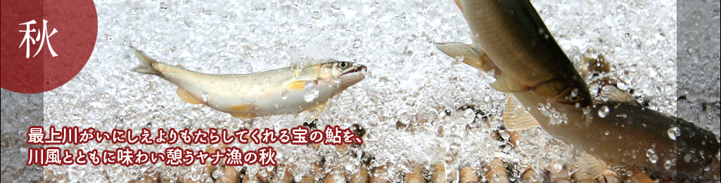 最上川がいにしえよりもたらしてくれる宝の鮎を、川風とともに味わい憩うヤナ漁の秋