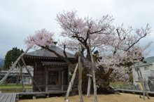 釜ノ越サクラ 薬師ザクラ 開花状況(4月14日現在):画像
