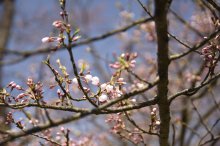 2018/4/10 桜の開花状況:画像