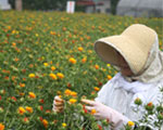 紅の花を咲かせる会