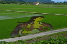 〜2016.6.28 続・田んぼアート〜：画像