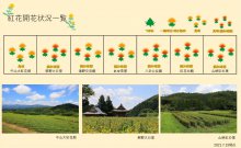 21.7.15 紅花畑：画像