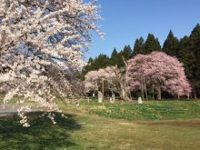 『釜の越・薬師さくらまつり』終了のお知らせ:画像