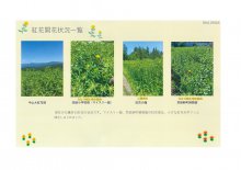 紅花開花状況一覧：画像