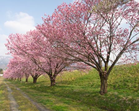 台ノ沢の桜