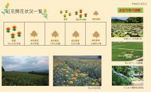 白鷹町開花情報：画像