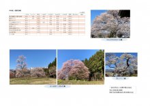 ４月１４日（水）桜開花情報：画像