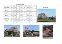 4月11日桜開花情報：画像